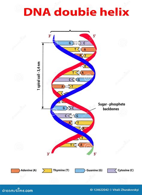 DNA double helix
