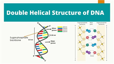 DNA double helix structure