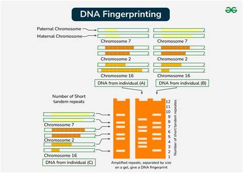 DNA fingerprint analysis