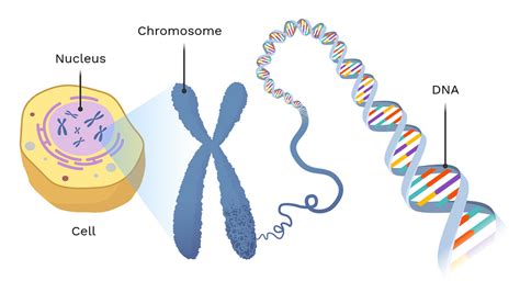 DNA location in nucleus
