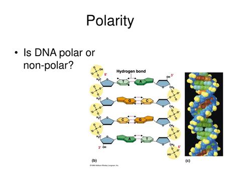 DNA polarity research