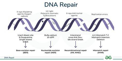 DNA repair mechanisms