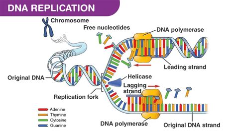 DNA replication function