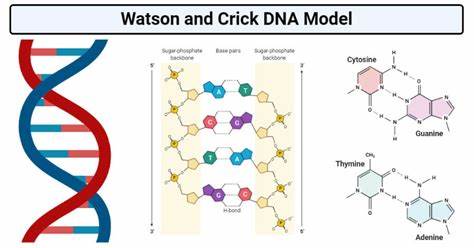 DNA structure Watson-Crick model  evidence