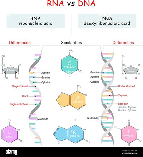DNA vs RNA structure diagram