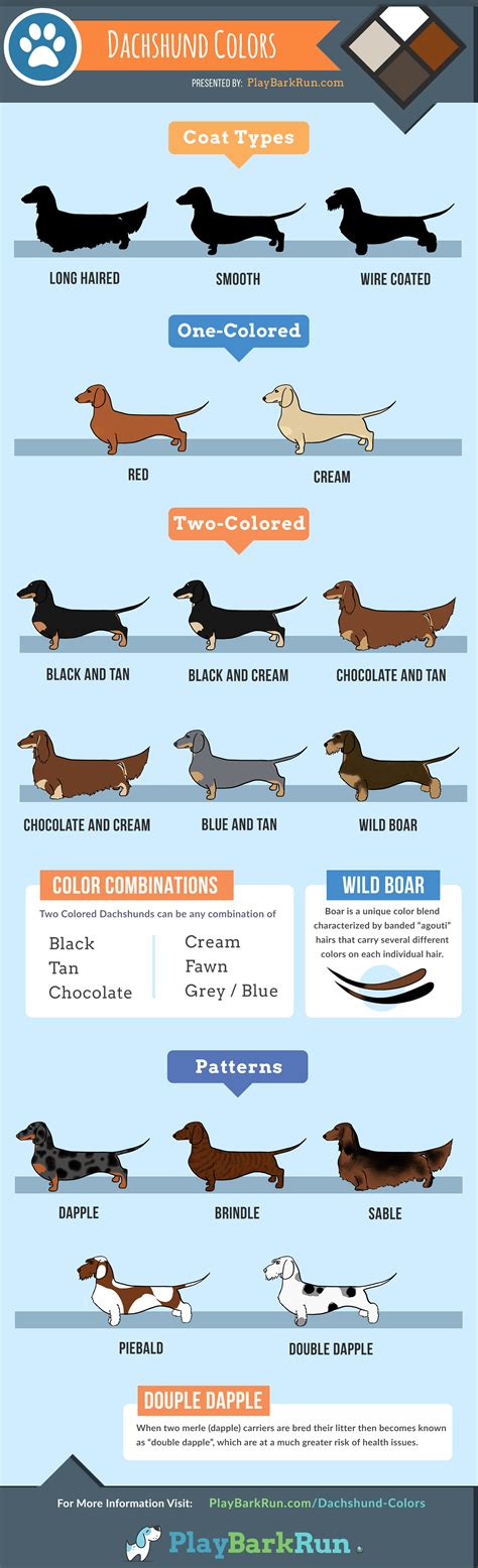 Dachshund Colours Chart
