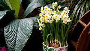 Daffodil bunga pengusir tikus