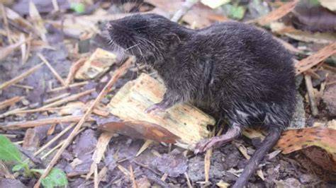 Daptomys sp