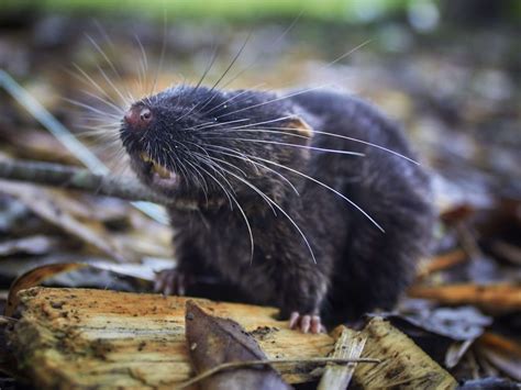 Daptomys sp rat