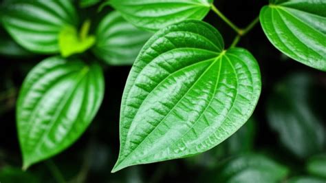 Daun