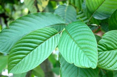 Daun Kratom