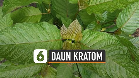 Daun Kratom Indonesia