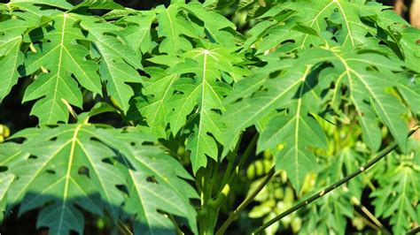 Daun Pepaya
