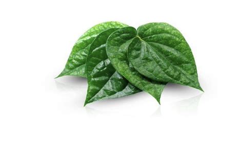 Daun Sirih