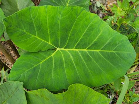 Daun Talas
