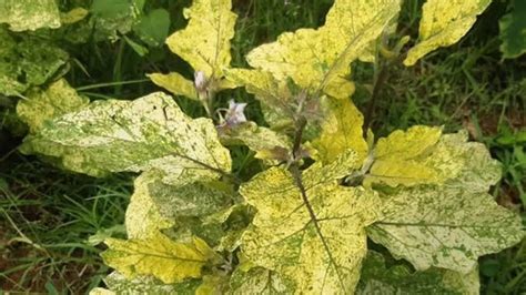 Daun Terong Menguning