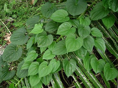 Daun Uwi
