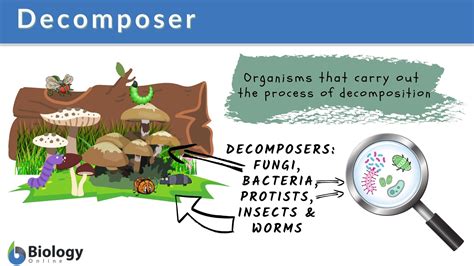 Decomposer