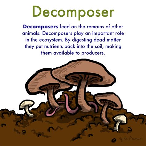 Decomposers Ecosystem