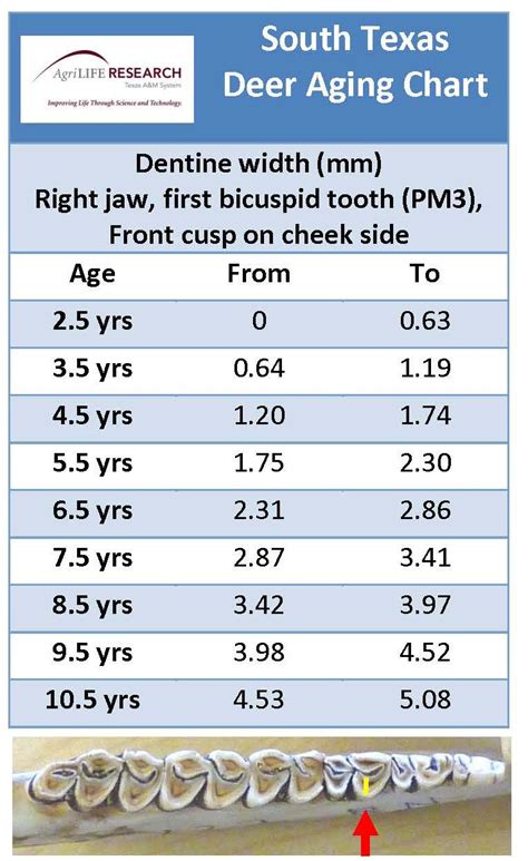 Deer Aging By Teeth Chart