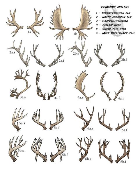Deer Antler Identification Chart