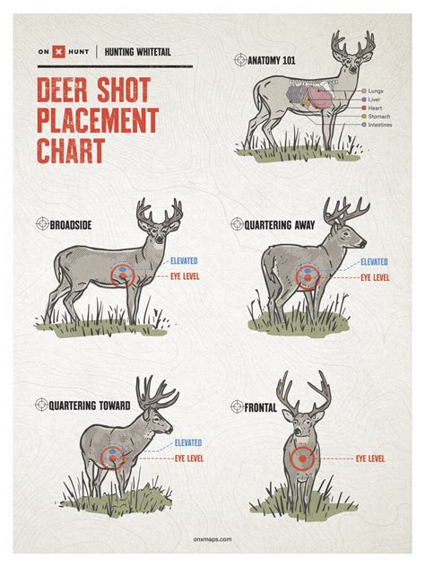 Deer Hunting Chart