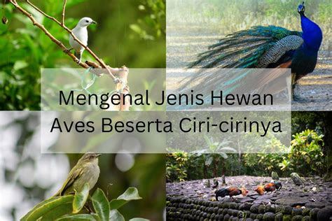 Definisi Hewan Aves