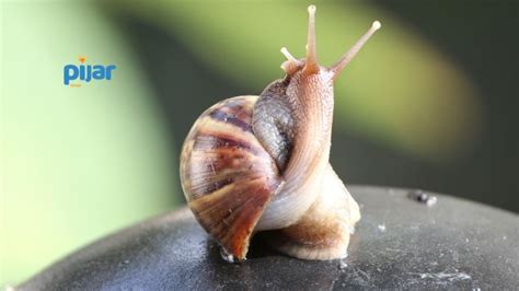 Definisi Invertebrata