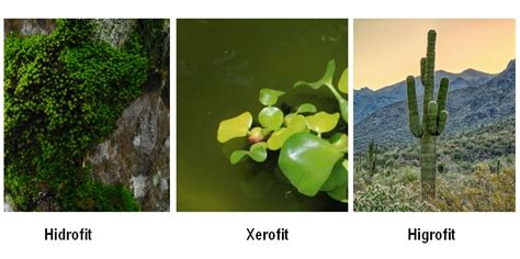 Definisi Xerofit