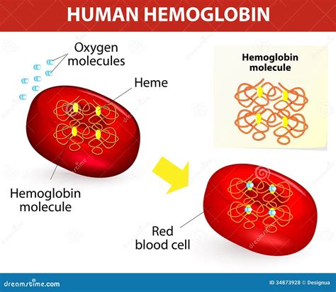 Pengertian Hemoglobin