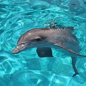 Delfin Florida