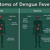 Biografia Dengue Fever