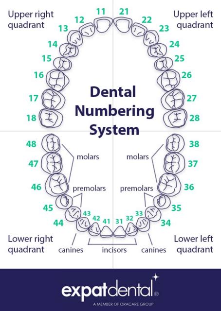 Dental Numbering Of Teeth Chart