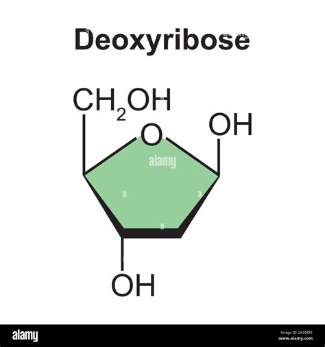 Deoxyribose sugar structure