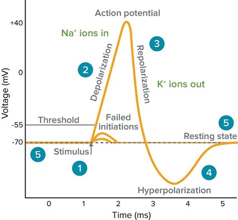 Depolarization Chart