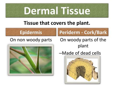 Dermal Tissue in Plants