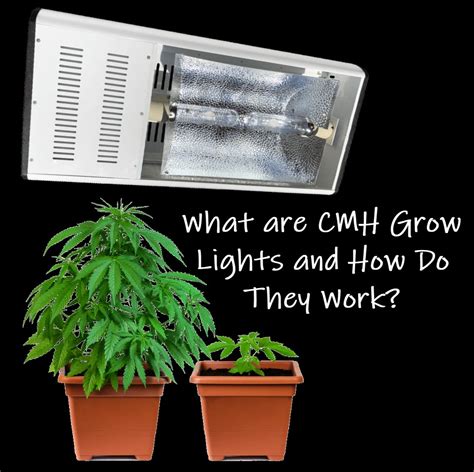 Determine the location for your grow lights