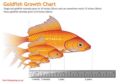 Determine your fish's size