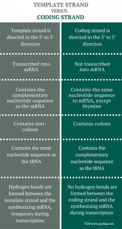 Difference Between Template And Coding Strand