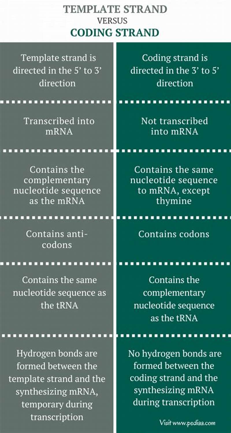 Difference Between Template Strand And Coding Strand