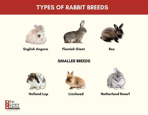 Different Rabbit Breeds