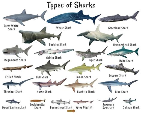 Different Sharks Chart