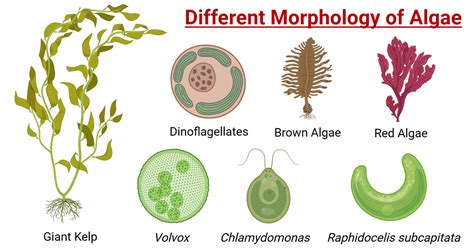 Different types of Algae