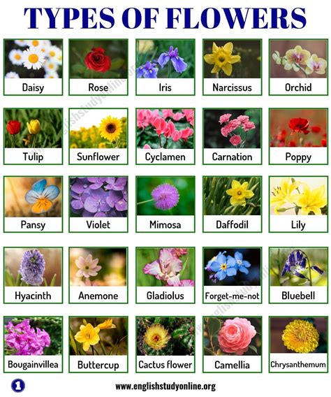 Different types of flowers