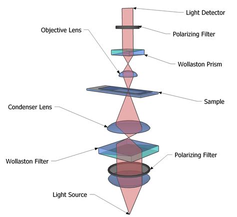 Differential Interference … 