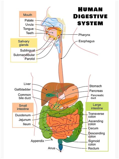 Digestive System Chart