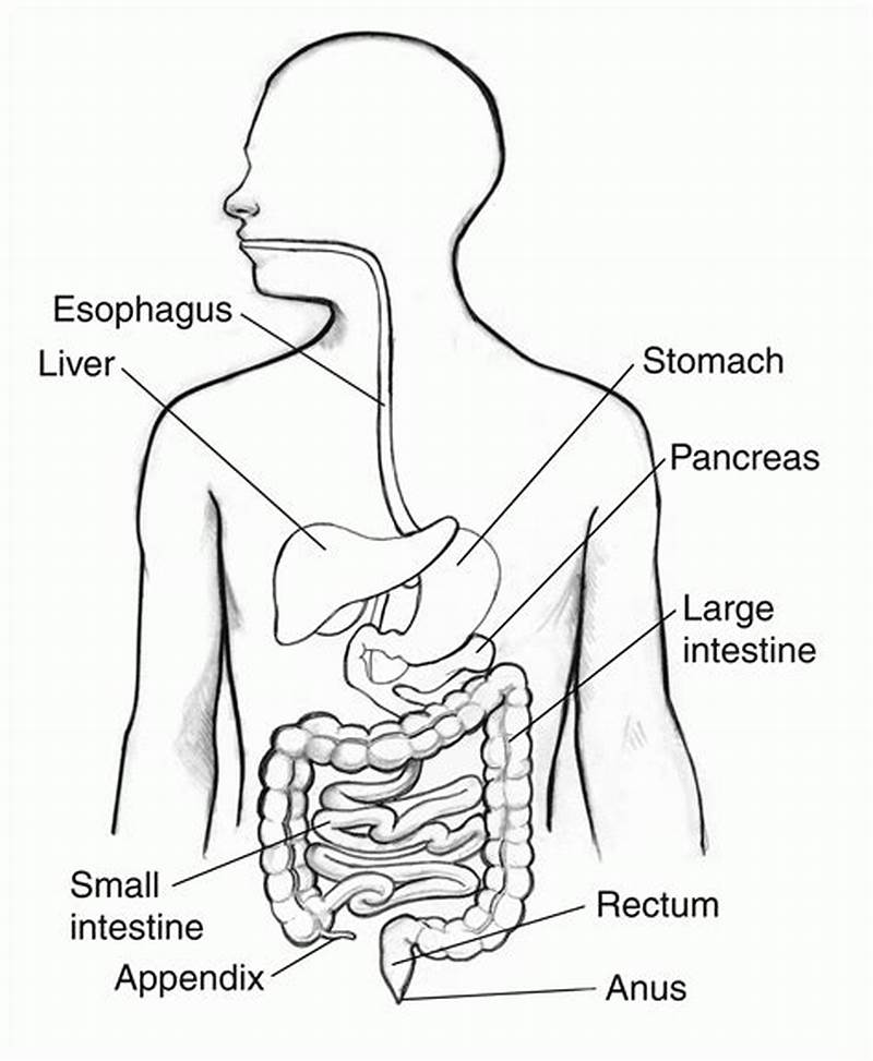 Digestive System For Coloring