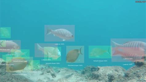 Digital Imaging Fish