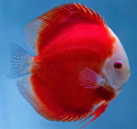 Discus Red Melon