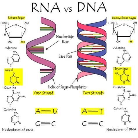 Dna And Rna Chart